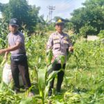 Sinergi Polri dan Petani, Panen Jagung Bersama di Bagik Polak