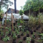 Warga Bengkel Sulap Pekarangan Jadi Sumber Pangan Bergizi