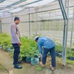 Bhabinkamtibmas Bajur Gerakkan Warga Manfaatkan Pekarangan Rumah untuk Ketahanan Pangan