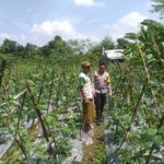 Bhabinkamtibmas Jagaraga Dorong Warga Tanam Sayur di Pekarangan Rumah