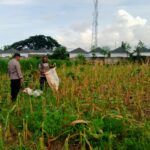 Panen Usai, Polisi Ajak Petani Tanam Lagi di Labuapi, Semangat Baru!