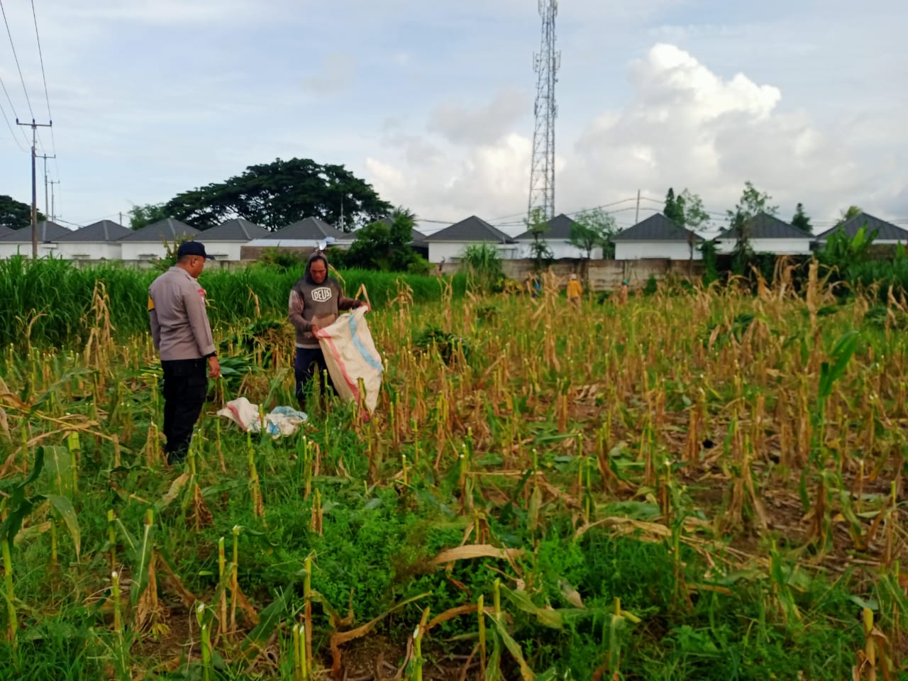 Panen Usai, Polisi Ajak Petani Tanam Lagi di Labuapi, Semangat Baru!