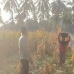 Bhabinkamtibmas Sekotong Dukung Petani Jagung, Begini Aksinya!