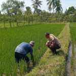 Lombok Barat, NTB – Kepolisian Resor (Polres) Lombok Barat menunjukkan komitmen kuat dalam mendukung program ketahanan pangan nasional. Hal ini dibuktikan dengan kegiatan aktif yang dilakukan oleh jajaran Bhabinkamtibmas di wilayah hukumnya, seperti yang terlihat di Desa Merembu, Kecamatan Labuapi. Pada hari Senin, 17 Maret 2025, Bhabinkamtibmas Desa Merembu, Aipda Sudarman, melaksanakan kunjungan ke warga masyarakat di Dusun Tangkeban. Kegiatan yang berlangsung sejak pukul 09.00 WITA ini bertujuan untuk mendorong masyarakat agar terus meningkatkan upaya dalam mewujudkan ketahanan pangan di tingkat rumah tangga dan desa. Kapolsek Labuapi, Polres Lombok Barat, Polda NTB, Ipda I Nyoman Rudi Santosa, menegaskan bahwa pihaknya sangat mendukung program pemerintah terkait swasembada pangan. Beliau menyampaikan apresiasi atas inisiatif Bhabinkamtibmas yang terjun langsung ke masyarakat untuk memberikan motivasi dan pendampingan. Dukungan Polri untuk Swasembada Pangan Nasional “Kami dari Polsek Labuapi sangat mendukung program ketahanan pangan yang dicanangkan oleh pemerintah,” ujar Ipda I Nyoman Rudi Santosa dalam keterangannya. “Kegiatan yang dilakukan oleh Bhabinkamtibmas Aipda Sudarman di Desa Merembu ini adalah salah satu wujud nyata dari dukungan tersebut. Kami berharap, dengan adanya dorongan ini, masyarakat semakin termotivasi untuk mengembangkan potensi di berbagai sektor.” Lebih lanjut, Kapolsek menjelaskan bahwa program ketahanan pangan ini mencakup berbagai bidang, mulai dari pertanian, peternakan, perikanan, hingga perkebunan. Pihaknya berharap, dengan diversifikasi usaha ini, masyarakat Desa Merembu dapat lebih mandiri dalam memenuhi kebutuhan pangan sehari-hari, sekaligus berkontribusi pada program swasembada pangan nasional. Bhabinkamtibmas Aktif Dorong Potensi Lokal Aipda Sudarman sendiri dalam kunjungannya berinteraksi langsung dengan para petani, peternak, dan warga lainnya. Ia memberikan semangat dan informasi terkait berbagai teknik dan inovasi yang dapat diterapkan untuk meningkatkan hasil produksi. Selain itu, ia juga menyampaikan pentingnya menjaga keamanan dan ketertiban di lingkungan desa agar program ketahanan pangan dapat berjalan dengan lancar. “Kami terus berupaya untuk hadir di tengah masyarakat, tidak hanya dalam menjaga keamanan tetapi juga dalam mendukung program-program positif seperti ketahanan pangan ini,” kata Aipda Sudarman. “Kami melihat potensi yang besar di Desa Merembu ini, dan kami yakin dengan kerja keras dan dukungan bersama, masyarakat dapat mencapai kemandirian pangan yang lebih baik.” Kondisi Desa Merembu Terpantau Aman dan Kondusif Dalam kesempatan yang sama, Kapolsek Labuapi juga menyampaikan kabar baik terkait kondisi keamanan di Desa Merembu. Beliau memastikan bahwa hingga saat ini, wilayah binaan Aipda Sudarman tersebut terpantau aman dan kondusif. Hal ini tentu menjadi modal penting dalam pelaksanaan berbagai program pembangunan, termasuk program ketahanan pangan. “Kami bersyukur bahwa situasi keamanan di Desa Merembu tetap terjaga dengan baik,” ungkap Ipda I Nyoman Rudi Santosa. “Ini adalah hasil dari sinergi antara pihak kepolisian, perangkat desa, dan seluruh elemen masyarakat. Kami akan terus berupaya untuk mempertahankan kondisi yang kondusif ini agar masyarakat dapat beraktivitas dengan tenang dan fokus dalam meningkatkan kesejahteraannya.” Kegiatan Bhabinkamtibmas di Desa Merembu ini merupakan contoh konkret dari peran aktif kepolisian dalam mendukung program-program pemerintah yang bertujuan untuk meningkatkan kesejahteraan masyarakat. Diharapkan, langkah ini dapat menginspirasi wilayah lain untuk melakukan hal serupa demi terwujudnya ketahanan pangan yang kuat di seluruh Indonesia. Dukungan dari berbagai pihak, termasuk kepolisian, menjadi kunci keberhasilan program strategis nasional ini.