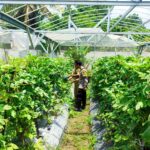 P2B di Labuapi, Warga Panen Sayur dan Buah di Pekarangan