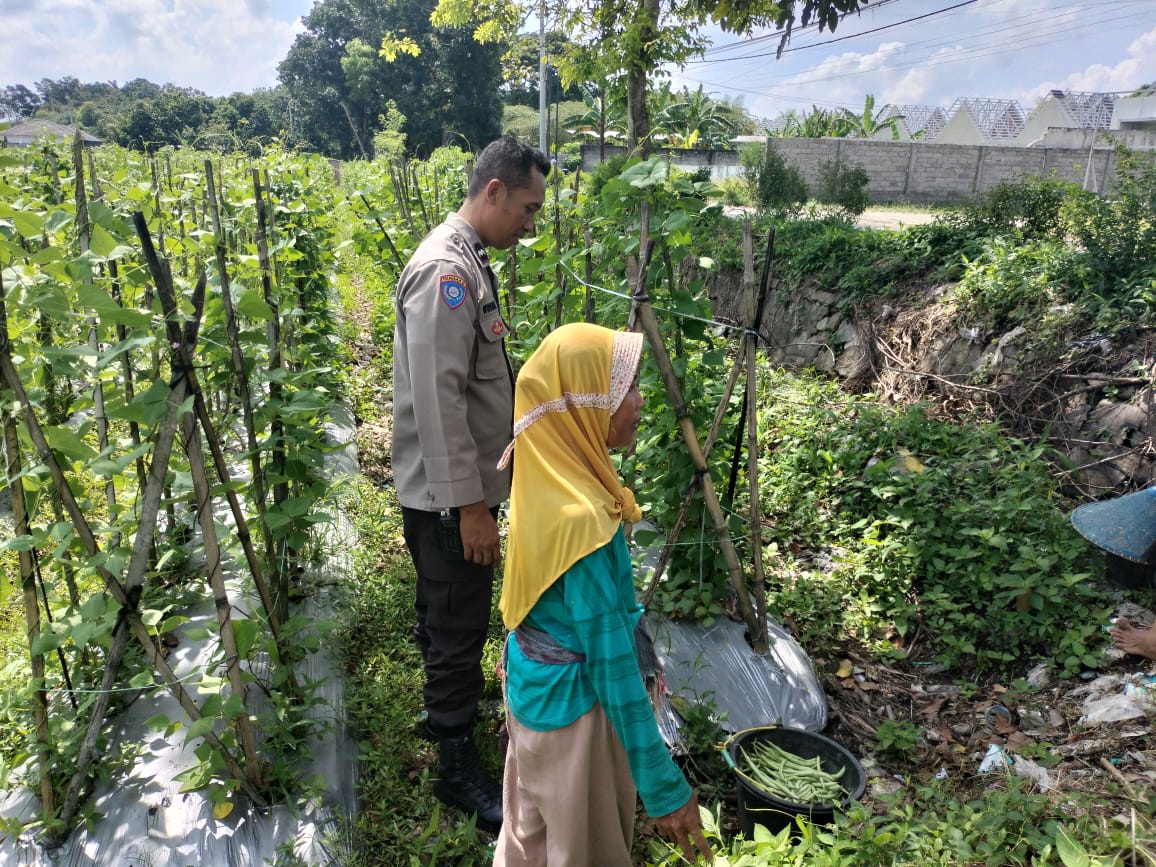 Sinergi Polri dan Petani, Bhabinkamtibmas Dorong Optimalisasi Lahan