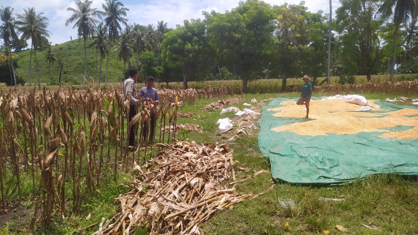 Bhabinkamtibmas Hadir di Ladang Jagung, Petani Merasa Didukung