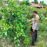 Bukan Sekadar Jaga Desa, Polisi Ini Jadi Penggerak Ketahanan Pangan