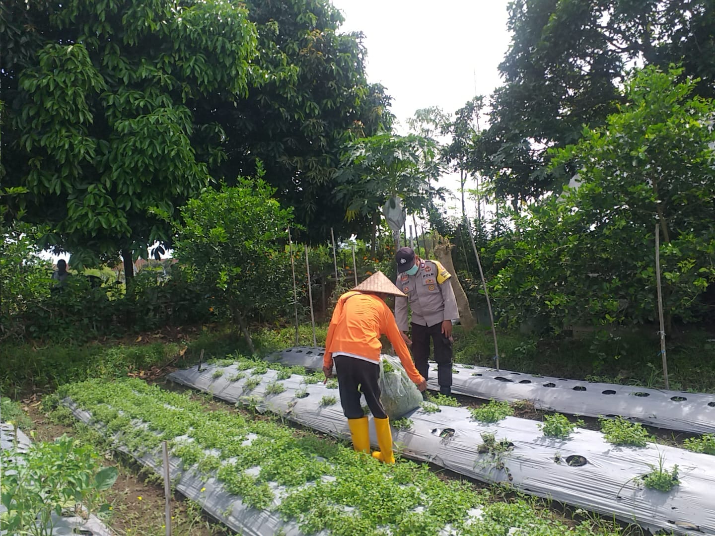 Warga Jagaraga Semangat Tanam, Berkat Dorongan Polisi
