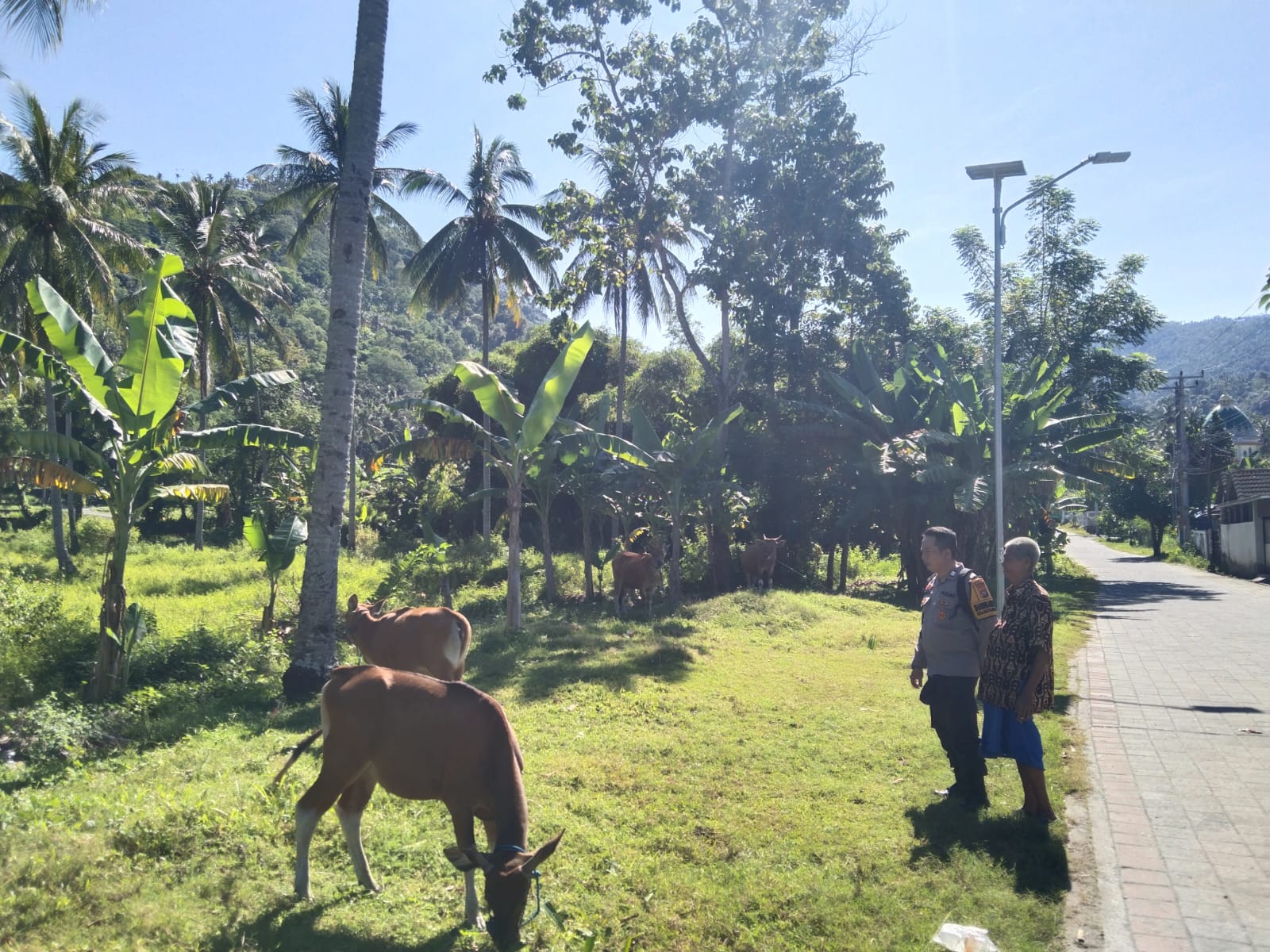 Bhabinkamtibmas Batulayar Barat Aktif Dorong Ketahanan Pangan Masyarakat Melalui Pemanfaatan Pekarang