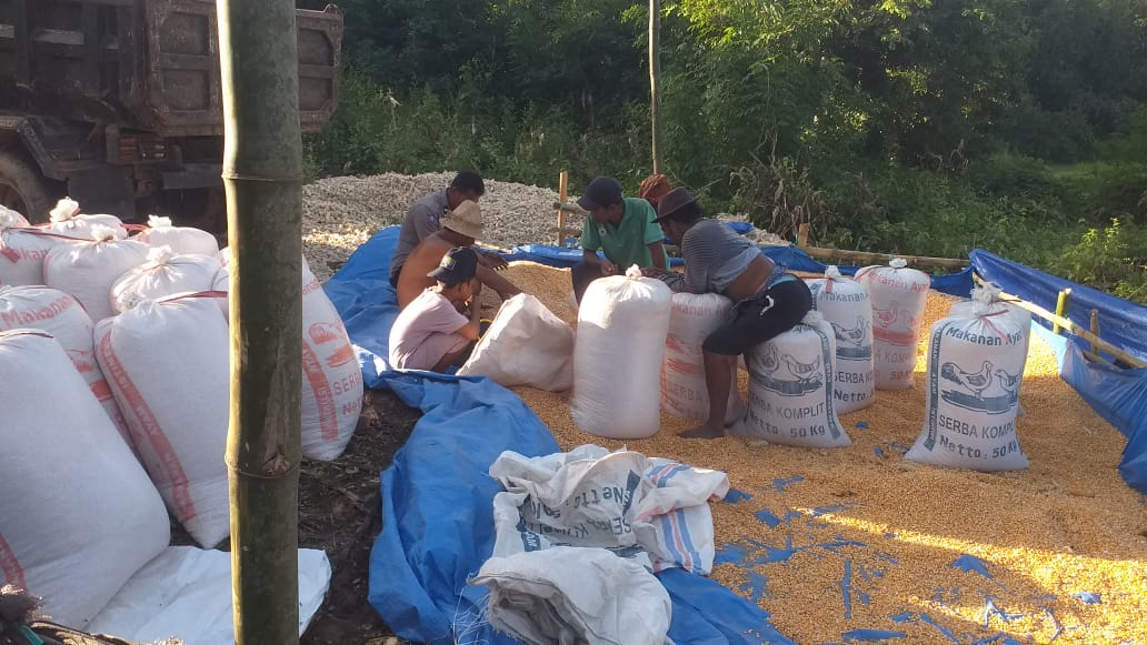 Dukungan Polri Terhadap Petani: Bhabinkamtibmas Monitoring Panen Jagung di Lombok Barat
