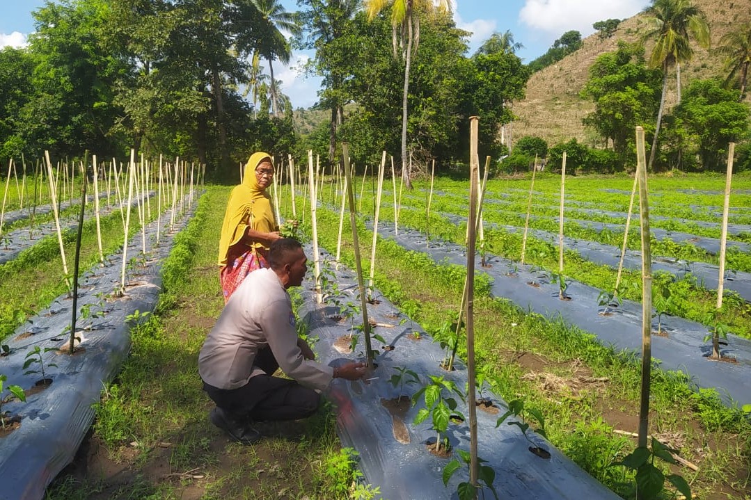 DDS Bhabinkamtibmas Dorong Produksi Cabai dan Keamanan Desa
