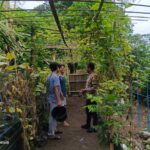 Lombok Barat, NTB – Kepolisian Sektor Kuripan, melalui personel Bhabinkamtibmasnya, terus menunjukkan komitmen dalam mendekatkan diri dengan masyarakat sekaligus mendukung program-program strategis pemerintah hingga ke tingkat akar rumput. Salah satu wujud nyata dari upaya ini terlihat pada Rabu (14/05/2025), ketika Bhabinkamtibmas Desa Kuripan Utara melaksanakan kunjungan dan silaturahmi di Dusun Pesongoran. Fokus utama kunjungan kali ini adalah menyambangi Komunitas Pemuda Peduli Lingkungan yang berlokasi di dusun tersebut. Pertemuan yang berlangsung santai namun penuh makna ini dimulai sekitar pukul 09.30 WITA dan dihadiri oleh sejumlah perwakilan pemuda anggota komunitas. Meningkatkan Sinergi dan Kesadaran Pangan Lokal Kegiatan yang diinisiasi oleh Bhabinkamtibmas Desa Kuripan Utara ini bertujuan ganda: pertama, mempererat jalinan silaturahmi dan komunikasi yang sudah terjalin baik antara pihak kepolisian dengan warga binaan, khususnya komunitas pemuda. Kedua, dan tak kalah pentingnya, adalah mensosialisasikan serta mendorong partisipasi aktif komunitas dalam program ketahanan pangan nasional, dengan fokus pada skala rumah tangga dan komunitas. Di tengah tantangan global terkait ketersediaan pangan, inisiatif di tingkat lokal seperti yang digaungkan oleh Bhabinkamtibmas ini menjadi sangat relevan. Konsep ketahanan pangan yang disampaikan merujuk pada kemandirian dalam memenuhi kebutuhan pangan keluarga atau komunitas, salah satunya melalui pemanfaatan lahan pekarangan kosong yang kerap kali belum termanfaatkan secara optimal. Pentingnya Peran Pemuda dan Pemanfaatan Pekarangan Memilih Komunitas Pemuda Peduli Lingkungan sebagai sasaran sosialisasi bukanlah tanpa alasan. Kaum muda memiliki energi, kreativitas, dan potensi besar sebagai agen perubahan di masyarakat. Keterlibatan mereka dalam program ketahanan pangan diharapkan dapat menjadi penggerak dan contoh bagi warga lainnya, sekaligus menumbuhkan kesadaran akan pentingnya kemandirian pangan dari usia dini. Dalam dialog yang interaktif, Bhabinkamtibmas menjelaskan betapa mudahnya memulai program ketahanan pangan mandiri. Dengan menanam sayuran atau tanaman pangan lainnya di pekarangan kosong, warga dapat menghasilkan sumber pangan yang sehat, segar, dan tentunya menghemat biaya belanja. Selain itu, kegiatan berkebun juga bisa menjadi hobi positif yang produktif bagi para pemuda. Berbagai jenis sayuran yang cocok ditanam di pekarangan, seperti cabai, tomat, terong, bayam, atau kangkung, dibahas sebagai contoh konkret. Dukungan Penuh dari Pihak Kepolisian Sektor Kuripan Menanggapi kegiatan positif ini, Kapolres Lombok Barat, Polda NTB, AKBP Yasmara Harahap, S.I.K., melalui Kapolsek Kuripan, Polres Lombok Barat, Ipda I Wayan Eka Ariyana, S.H., menyampaikan apresiasinya. Menekankan bahwa kegiatan seperti ini merupakan bagian integral dari tugas kepolisian, khususnya Bhabinkamtibmas, dalam melakukan pembinaan masyarakat. "Kegiatan ini sangat positif. Kami dari Kepolisian, khususnya Bhabinkamtibmas, memiliki peran strategis dalam membina masyarakat hingga ke tingkat dusun. Program ketahanan pangan ini bukan hanya soal menanam, tapi juga membangun kemandirian masyarakat," ujar Ipda I Wayan Eka Ariyana. Kapolsek menambahkan, bahwa mengapresiasi partisipasi aktif komunitas pemuda di Kuripan Utara ini. “Mereka adalah aset penting dalam mewujudkan lingkungan yang lestari sekaligus mendukung ketahanan pangan lokal. Sinergi antara Polri dan masyarakat, terutama generasi muda, sangat krusial untuk menjaga stabilitas dan kesejahteraan,” ujarnya.