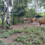 Monitoring Peternakan dan Ketahanan Pangan, Inisiatif Polsek Batulayar