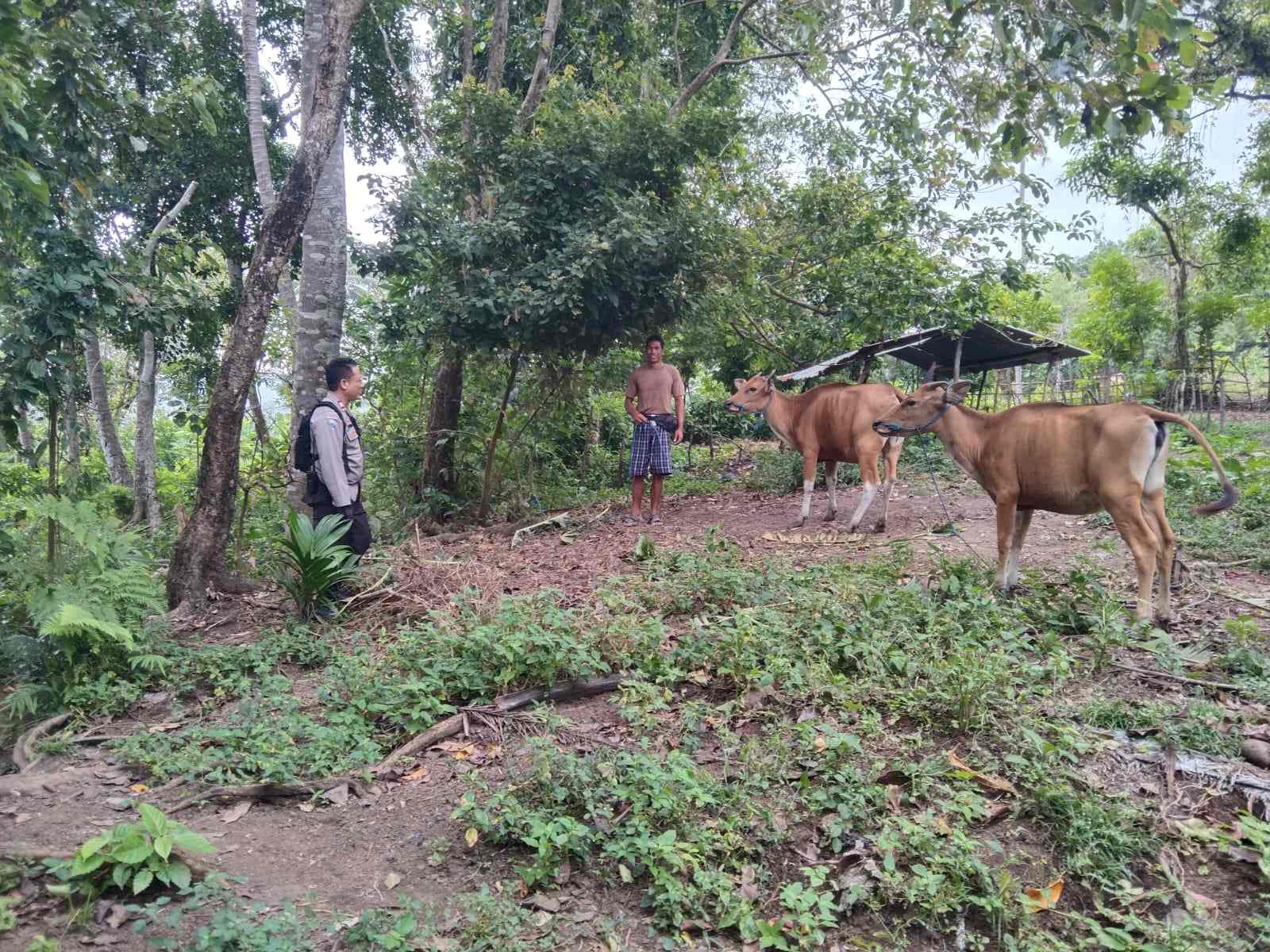 Monitoring Peternakan dan Ketahanan Pangan, Inisiatif Polsek Batulayar