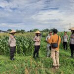Polisi dan Petani Bersinergi: Kawal Panen Jagung Lombok Barat