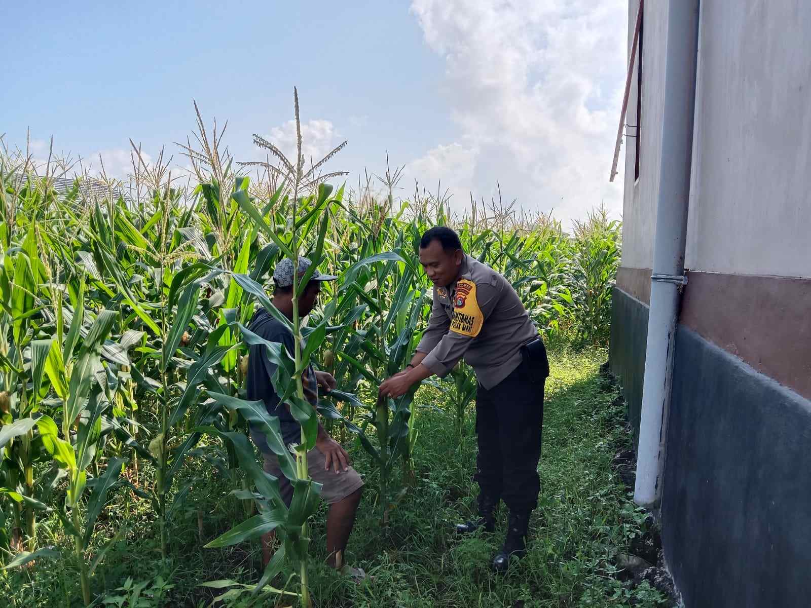 Optimalisasi Lahan Kosong Desa Bagik Polak Barat untuk Ketahanan Pangan