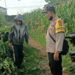 Bhabinkamtibmas Dampingi Panen Jagung di Ombe Baru Dukung Swasembada Pangan