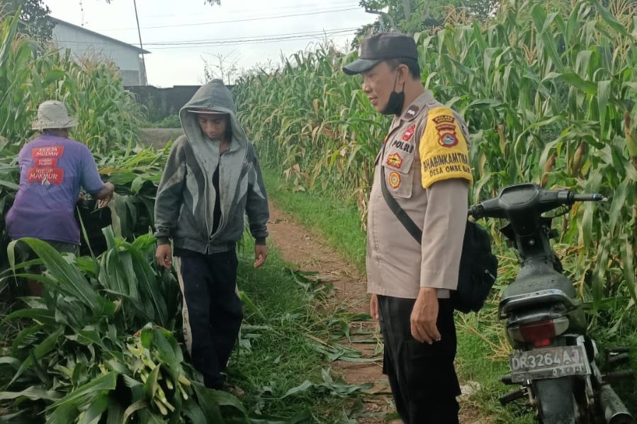 Bhabinkamtibmas Dampingi Panen Jagung di Ombe Baru Dukung Swasembada Pangan