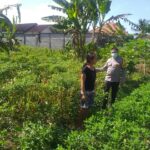 Ketahanan Pangan Desa Jagaraga Diperkuat Lewat Pendampingan Polri