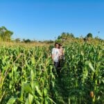 Bhabinkamtibmas Mareje Timur Dampingi Petani Jagung Tingkatkan Hasil Panen