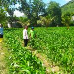 Dari Sekotong untuk Indonesia Budidaya Jagung Perkuat Pangan