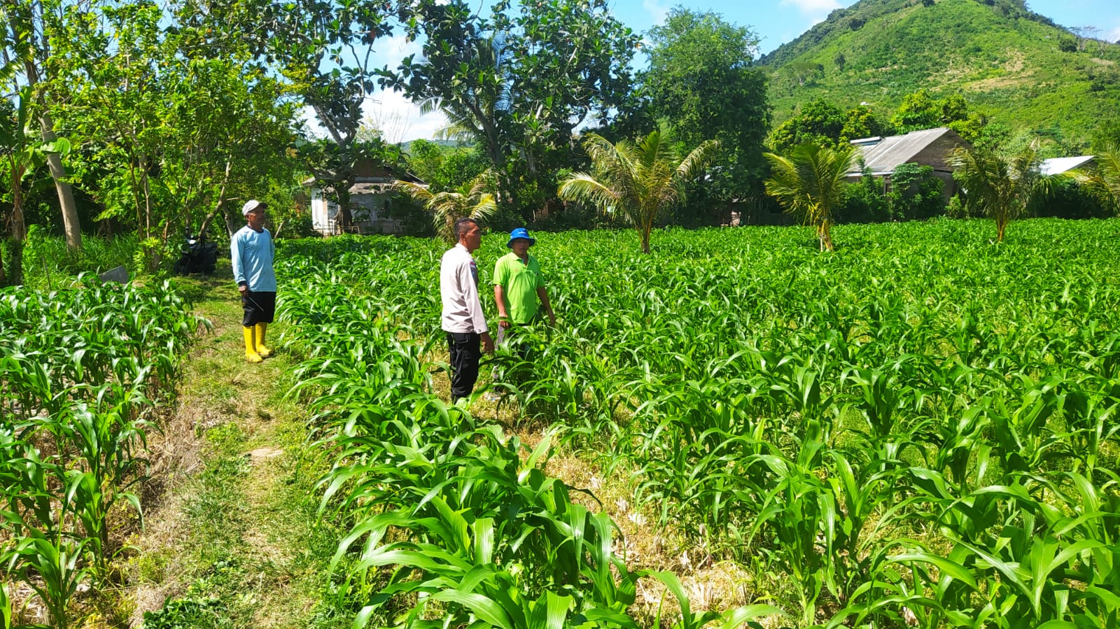 Dari Sekotong untuk Indonesia Budidaya Jagung Perkuat Pangan