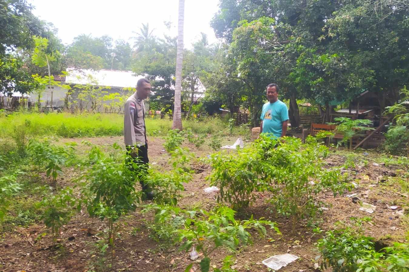 Dukung Ketahanan Pangan, Polisi Edukasi Warga Sekotong Tanam Cabai