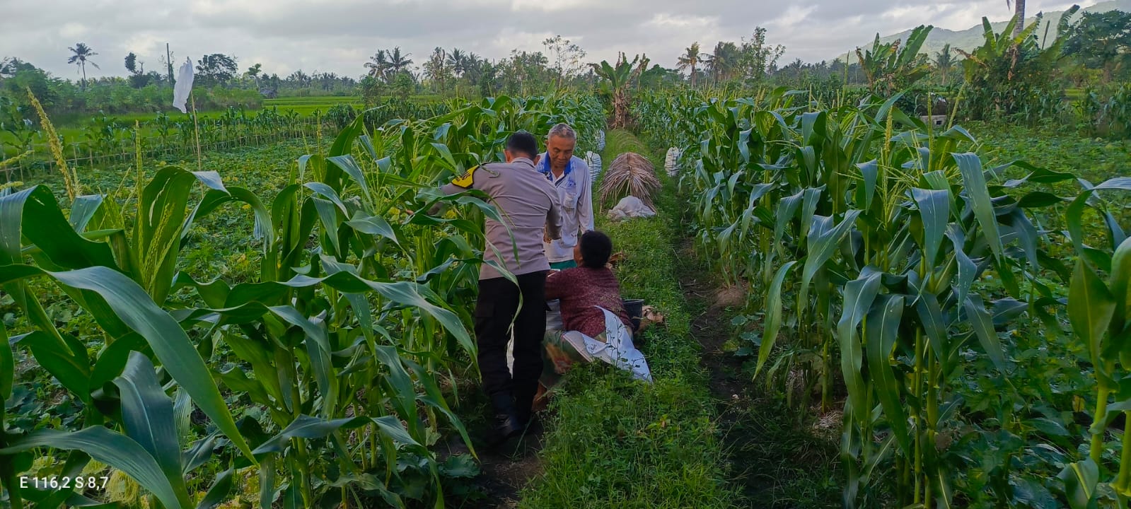 Kuripan Utara Siapkan Pola Tanam Adaptif di Musim Tak Menentu
