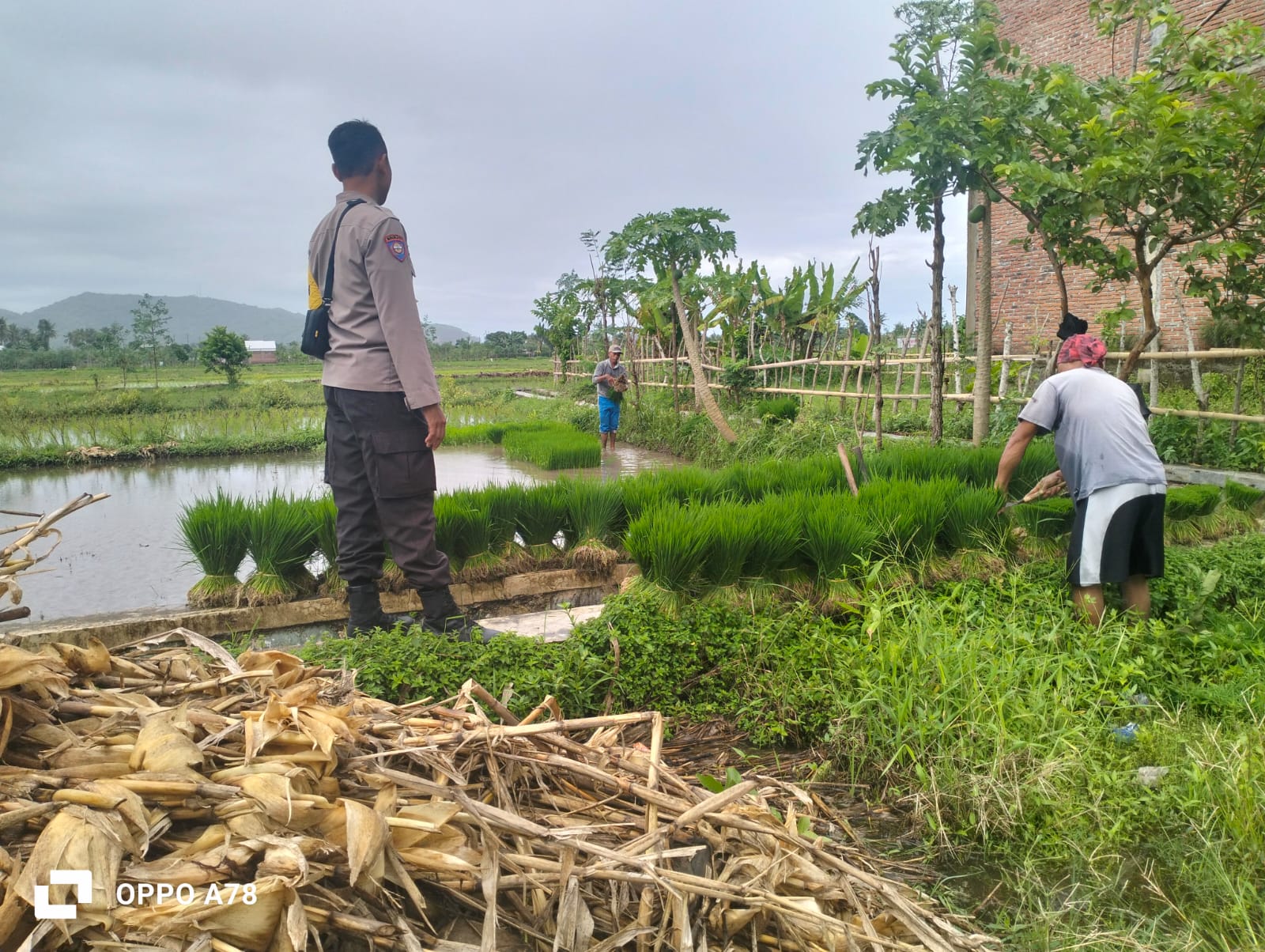Polri Pantau Langsung Tanam Padi di Desa Lelede, Lombok Barat