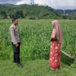 Polsek Lembar Dukung Ketahanan Pangan Lewat Sambang Petani di Sekotong Timur