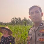 Program Ketahanan Pangan Diperkuat Lewat Kunjungan Polsek Lembar ke Petani