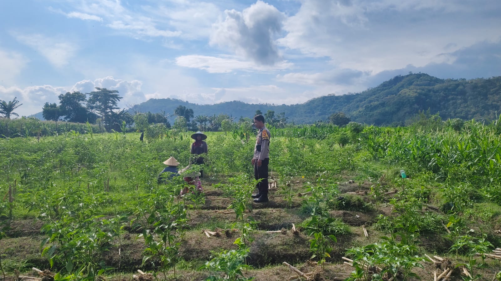 Sinergi Polisi dan Petani Dorong Ketahanan Pangan di Jembatan Kembar Timur