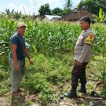 Polres Lombok Barat Dorong Ketahanan Pangan Desa Jembatan Gantung