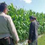 Polsek Lembar Dampingi Petani Jagung di Gunung Gundil