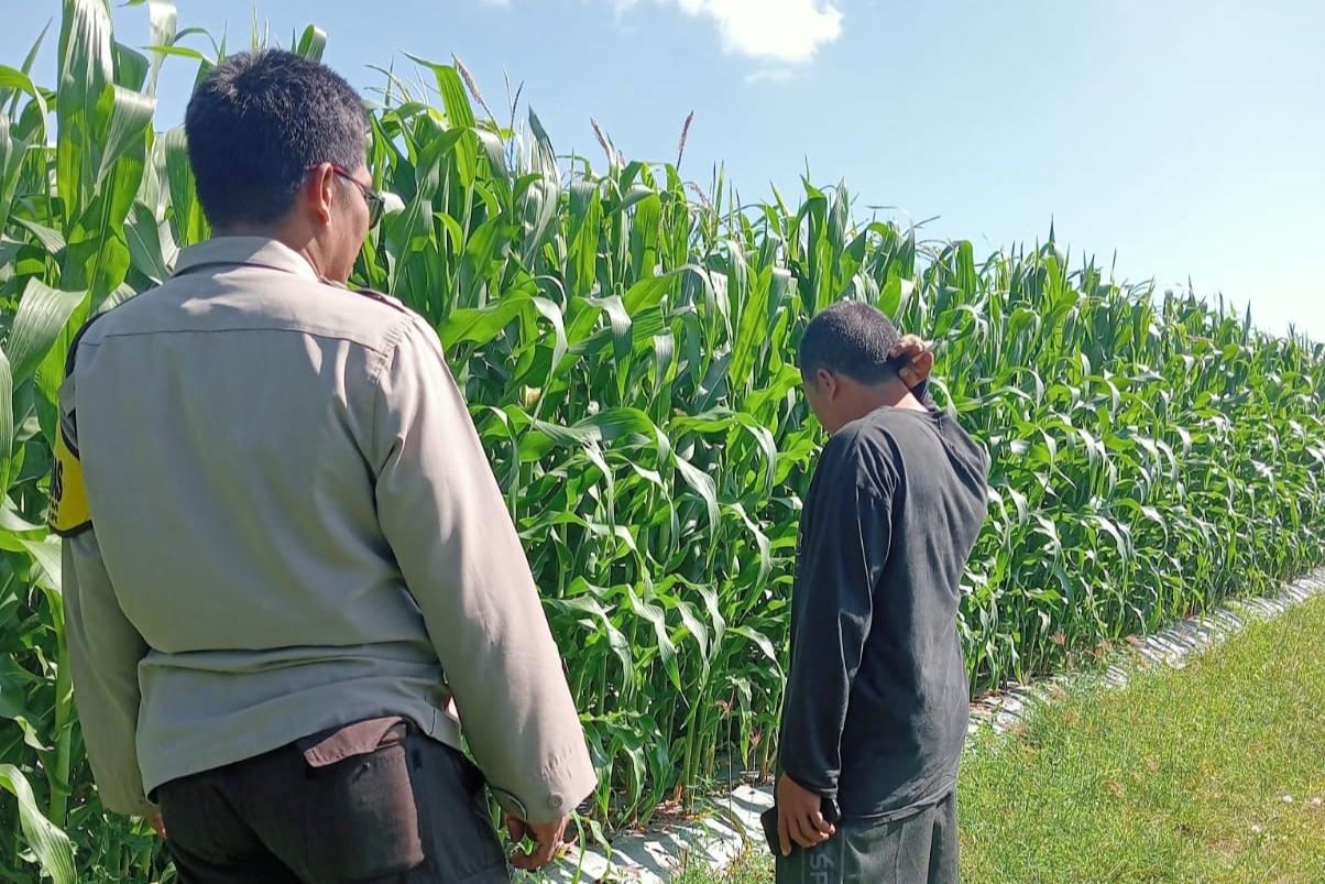 Polsek Lembar Dampingi Petani Jagung di Gunung Gundil