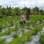 Bhabinkamtibmas Jagaraga Gencarkan Sosialisasi Ketahanan Pangan, Dorong Petani Manfaatkan Lahan