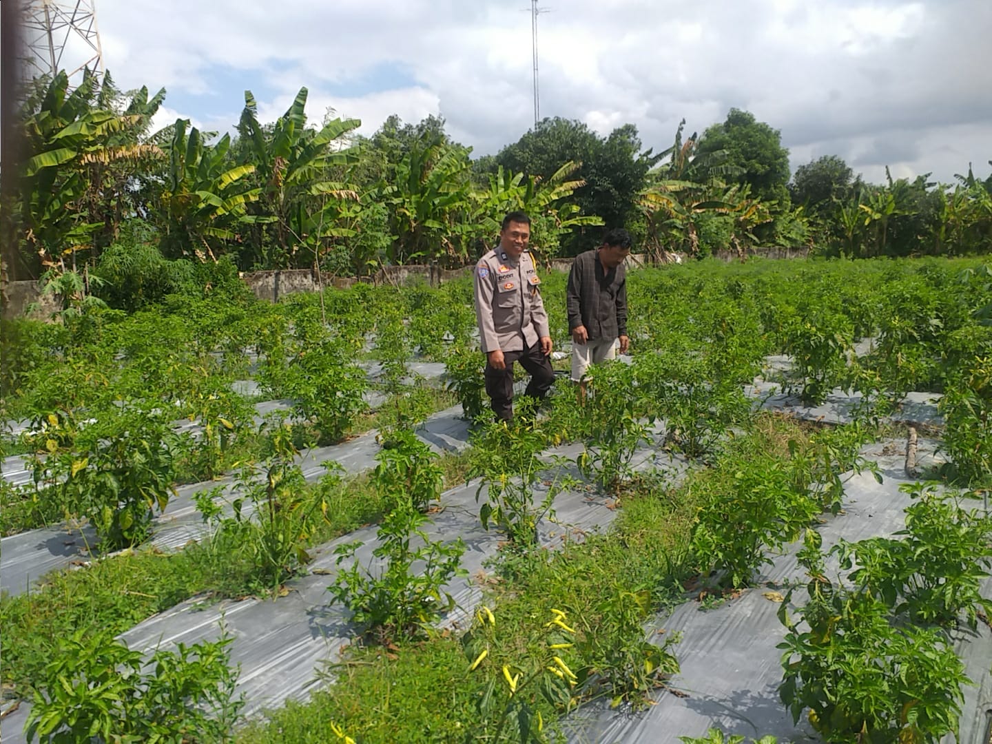 Bhabinkamtibmas Jagaraga Gencarkan Sosialisasi Ketahanan Pangan, Dorong Petani Manfaatkan Lahan
