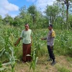 Bhabinkamtibmas Pelangan Dorong Ketahanan Pangan dari Pekarangan Warga Sekotong