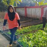 KWT Dusun Pemangket Ubah Pekarangan Jadi Kebun Sayur Produktif di Kuripan Utara