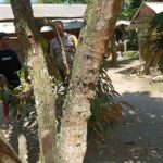 Ketahanan Pangan Desa Merembu Didorong Lewat Jalan Usaha Tani Baru