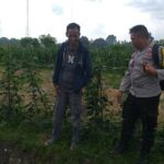 Ketahanan Pangan Dimulai dari Desa, Inisiatif Bhabinkamtibmas di Dusun Beremi Kuripan