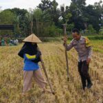 Ketahanan Pangan Dimulai dari Desa, Polsek Kuripan Dampingi Petani Jagung di Iting Langgem