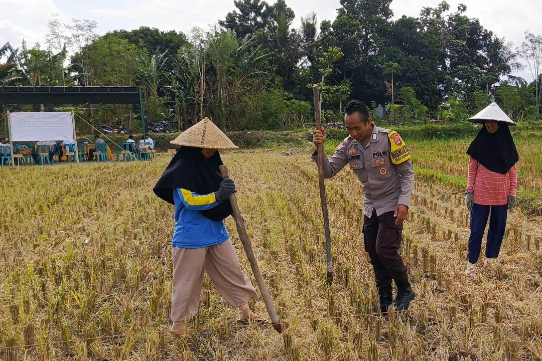 Ketahanan Pangan Dimulai dari Desa, Polsek Kuripan Dampingi Petani Jagung di Iting Langgem