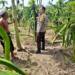 Ketahanan Pangan Diperkuat, Polres Lombok Barat Turun ke Ladang