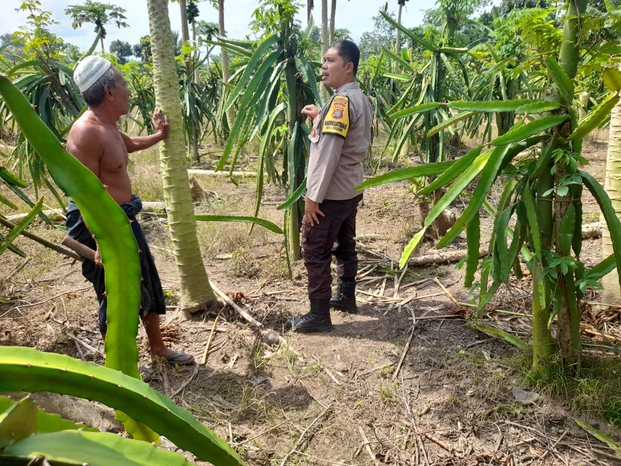 Ketahanan Pangan Diperkuat, Polres Lombok Barat Turun ke Ladang
