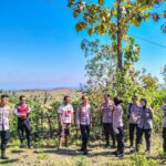 Polres Lombok Barat Dampingi Polda NTB Tinjau Lahan Jagung di Sekotong