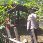 Bhabinkamtibmas Batu Putih Bina Warga Kembangkan Sapi Ternak