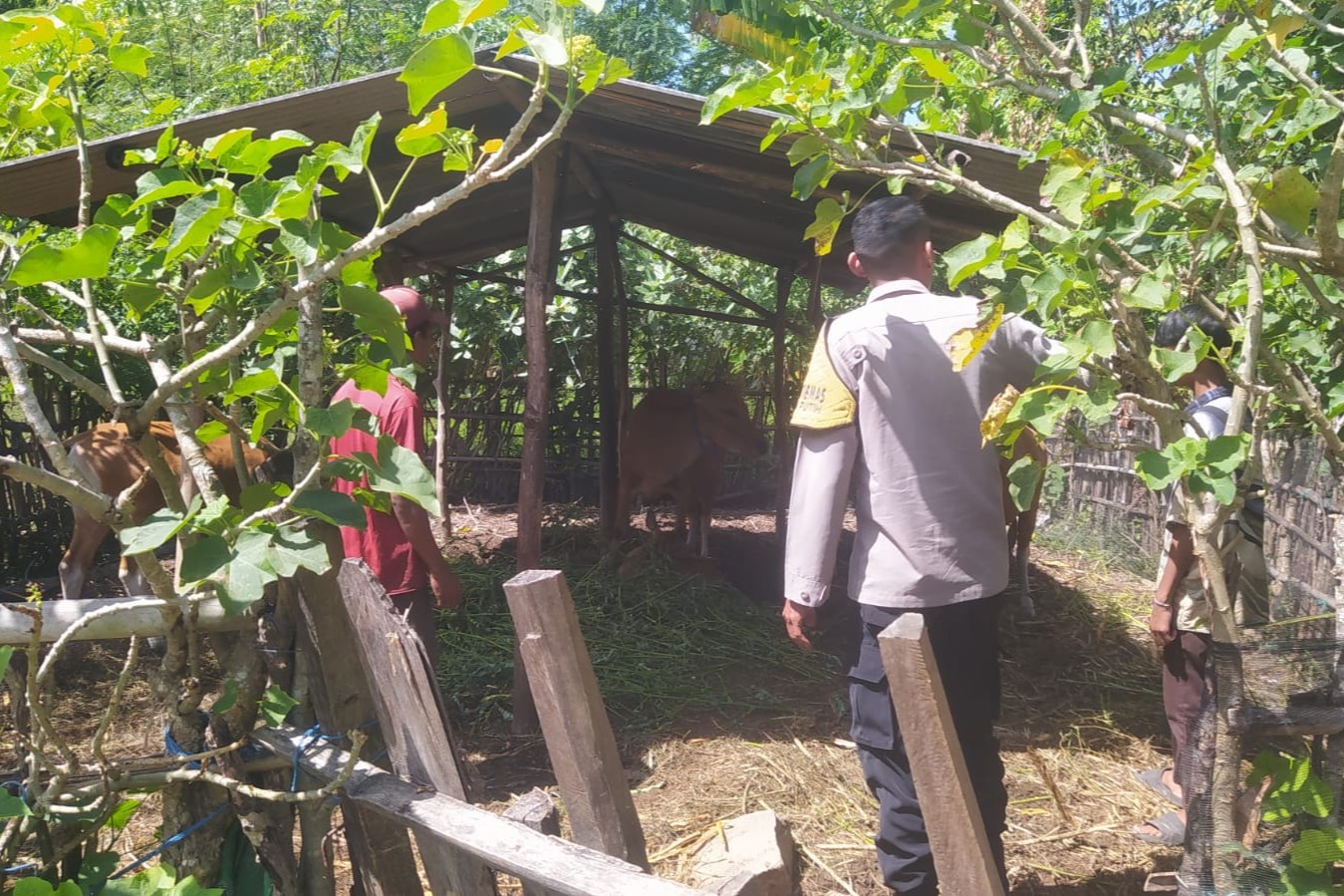 Bhabinkamtibmas Batu Putih Bina Warga Kembangkan Sapi Ternak