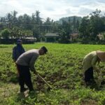 Sinergi Polisi-Warga Kuripan, Ketahanan Pangan Dimulai dari Pekarangan